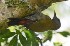 Chloropicus griseocephalus