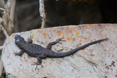 Ninurta coeruleopunctatus
