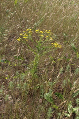 Jacobaea andrzejowskyi