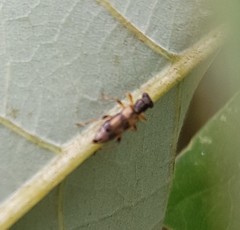 Phyllobaenus pallipennis