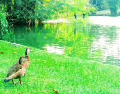 Dendrocygna autumnalis