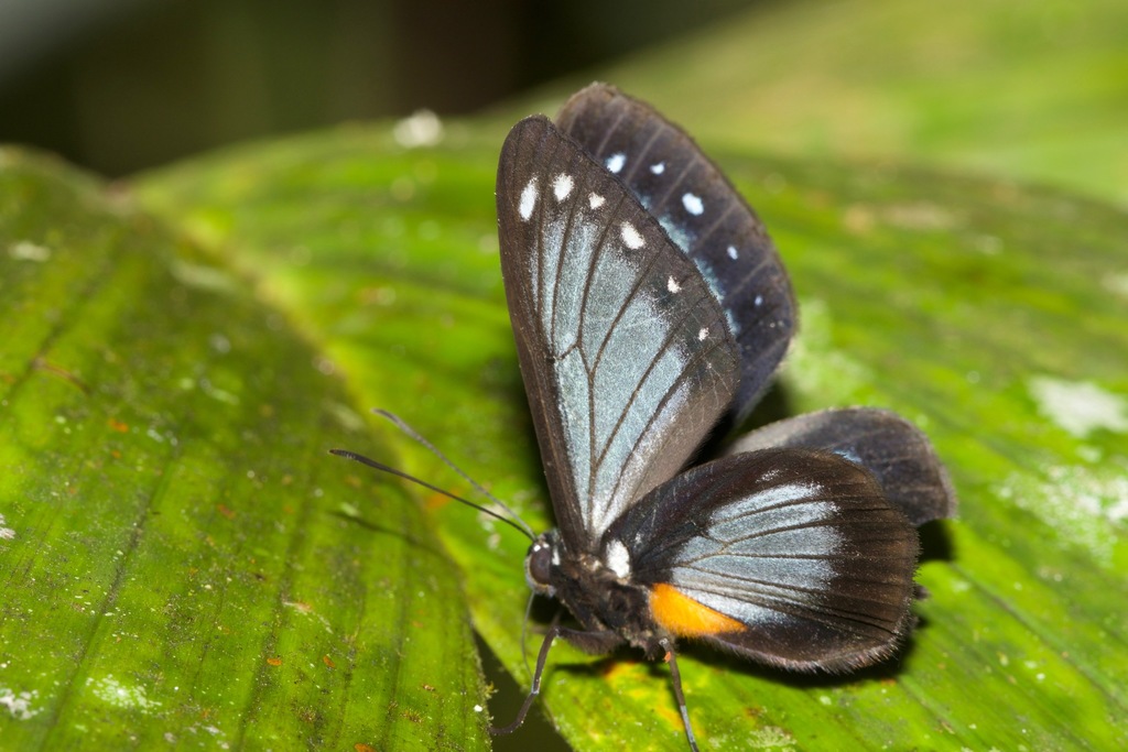 Nahida coenoides