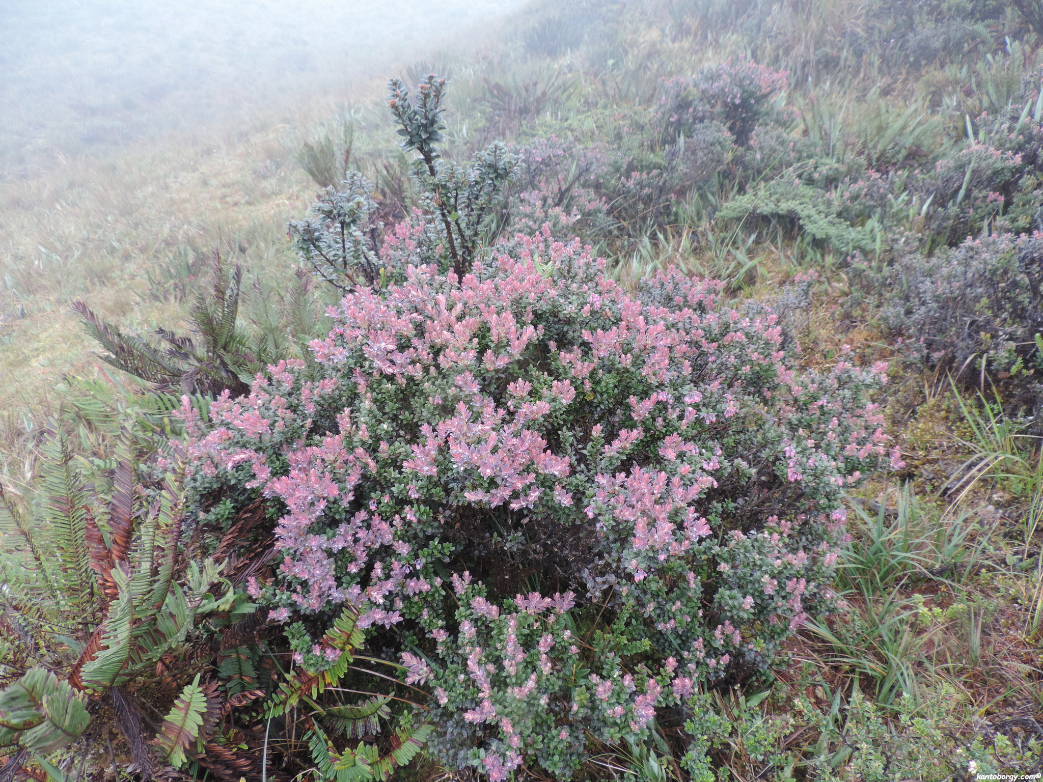 Vaccinium image