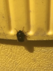 Pterodontia johnsoni