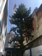 Araucaria