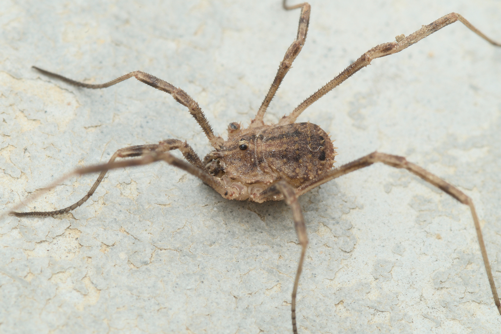 Odiellus simplicipes