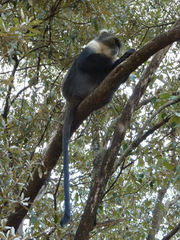 Cercopithecus mitis kolbi