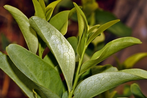 Olax obtusifolia image