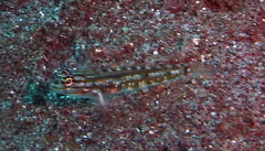 Coryphopterus dicrus