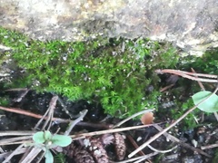 Thuidium peruvianum