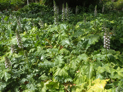 Acanthus mollis
