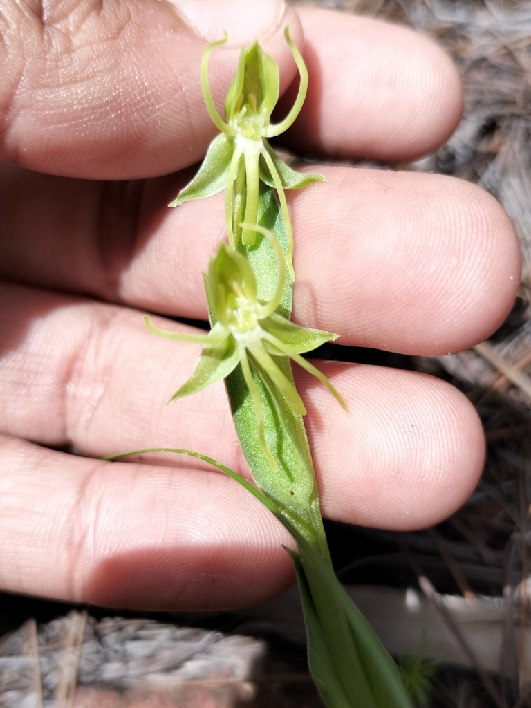 Habenaria ofeliae