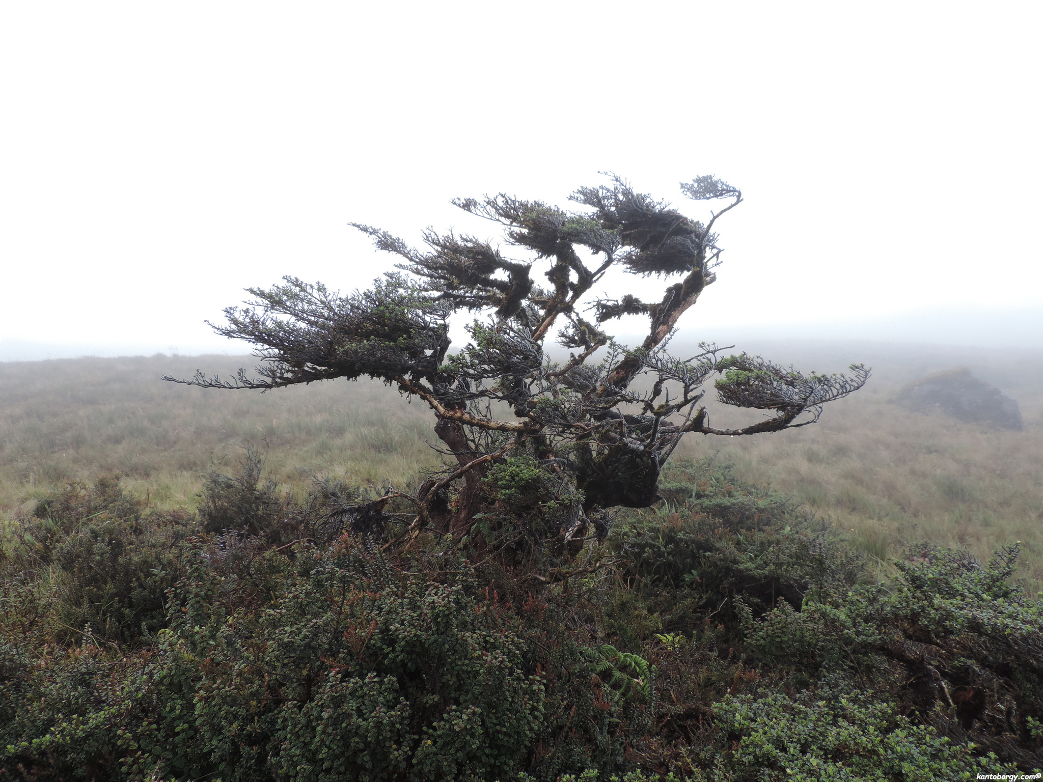 Escalloniaceae image