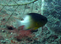 Stegastes partitus
