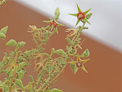 Hermannia minimifolia image