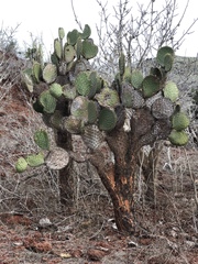 Opuntia galapageia profusa
