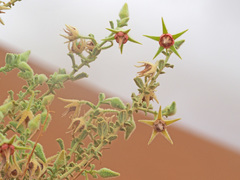 Hermannia minimifolia image