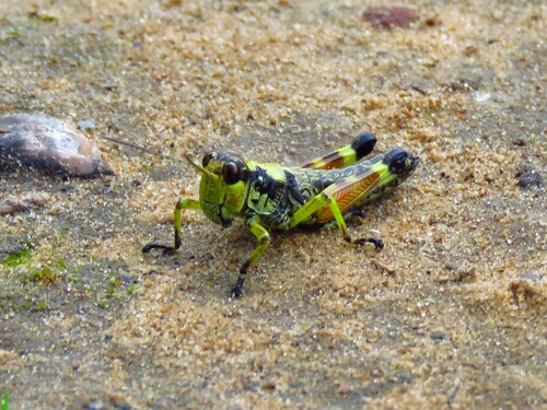 Post Oak Grasshopper photo 5