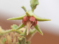 Hermannia minimifolia image