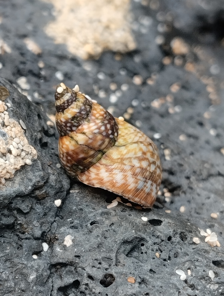 Echinolittorina soroziczac
