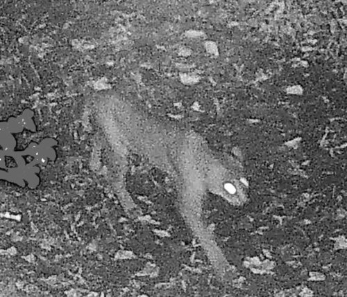 Bobcat photographed in Georgia