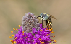Bembix pallidipicta