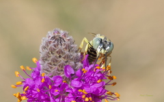 Bembix pallidipicta