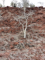 Bursera graveolens