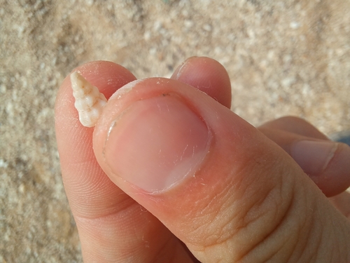 Cerithium scabridum