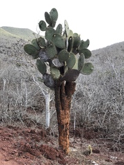 Opuntia galapageia profusa