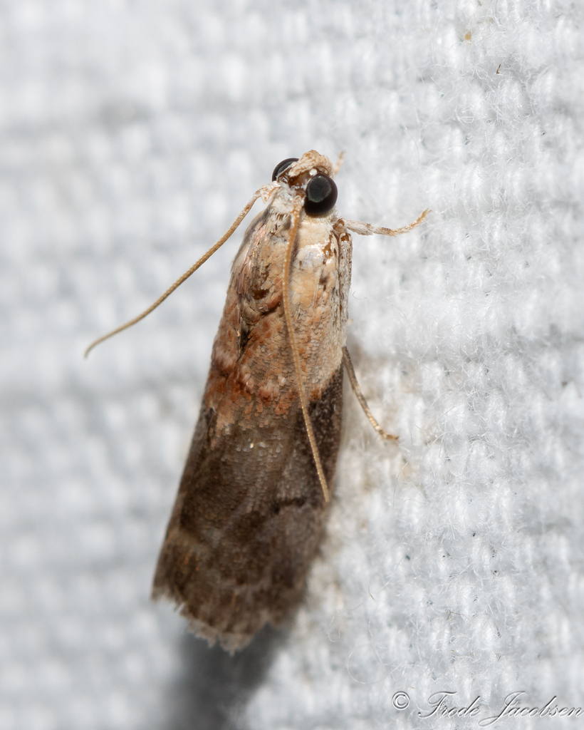 Pecan Leaf Casebearer Moth from Allegany County, MD, USA on July 20 ...