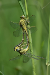 Gomphus pulchellus