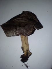 Lactarius kauffmanii