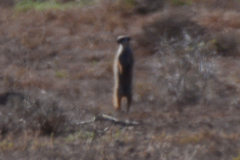 Suricata suricatta