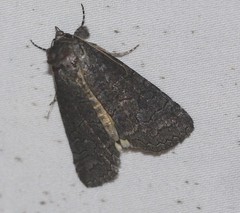 Prorocopis