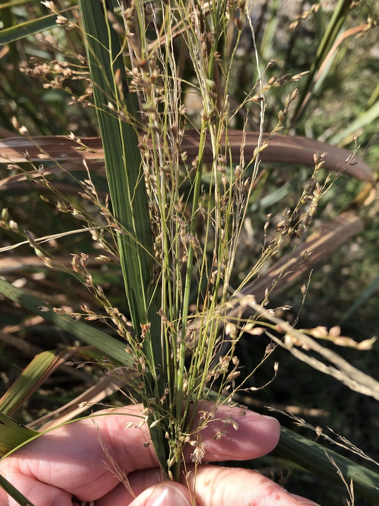switchgrass from Cedar Hill State Park, Cedar Hill, TX, US on November