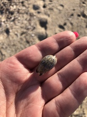 Pseudozonaria nigropunctata