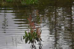 Rumex aquaticus protractus