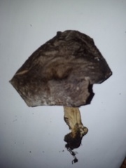 Lactarius kauffmanii