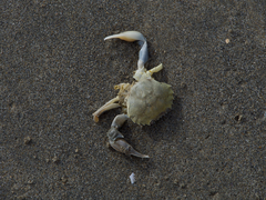 Liocarcinus