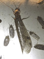 Archichauliodes guttiferus