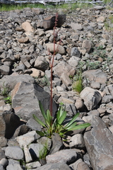 Rumex aquaticus protractus
