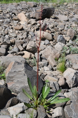 Rumex aquaticus protractus