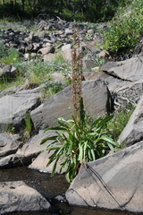 Rumex aquaticus protractus
