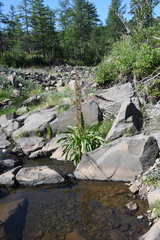 Rumex aquaticus protractus
