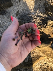Porophyllum ruderale macrocephalum