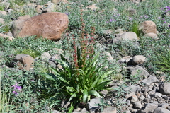 Rumex aquaticus protractus