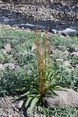 Rumex aquaticus protractus
