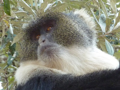 Cercopithecus mitis kolbi