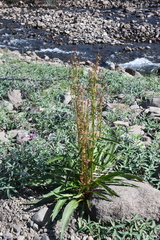 Rumex aquaticus protractus